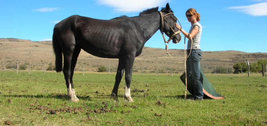 Patagonie (122)
